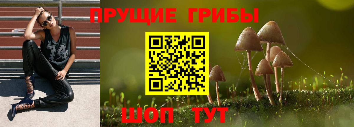 Галлюциногенные грибы Psilocybine cubensis Кубинка
